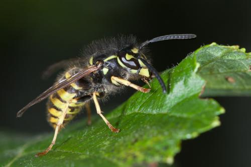 Vespula vulgaris
